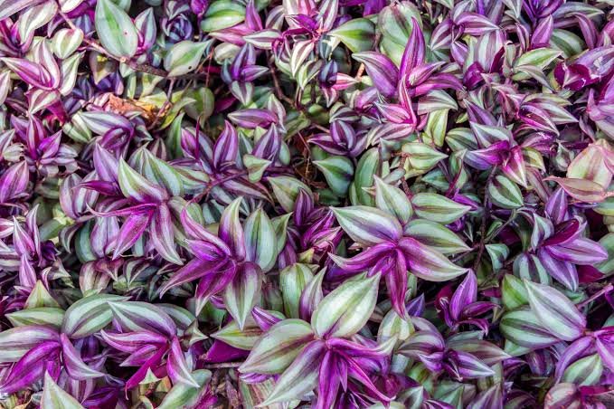 Tradescantia zebrina